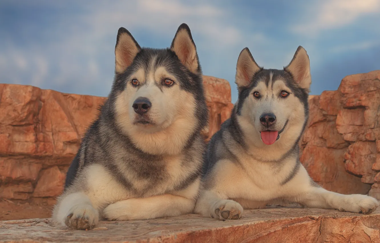 Photo wallpaper dogs, portrait, a couple, husky
