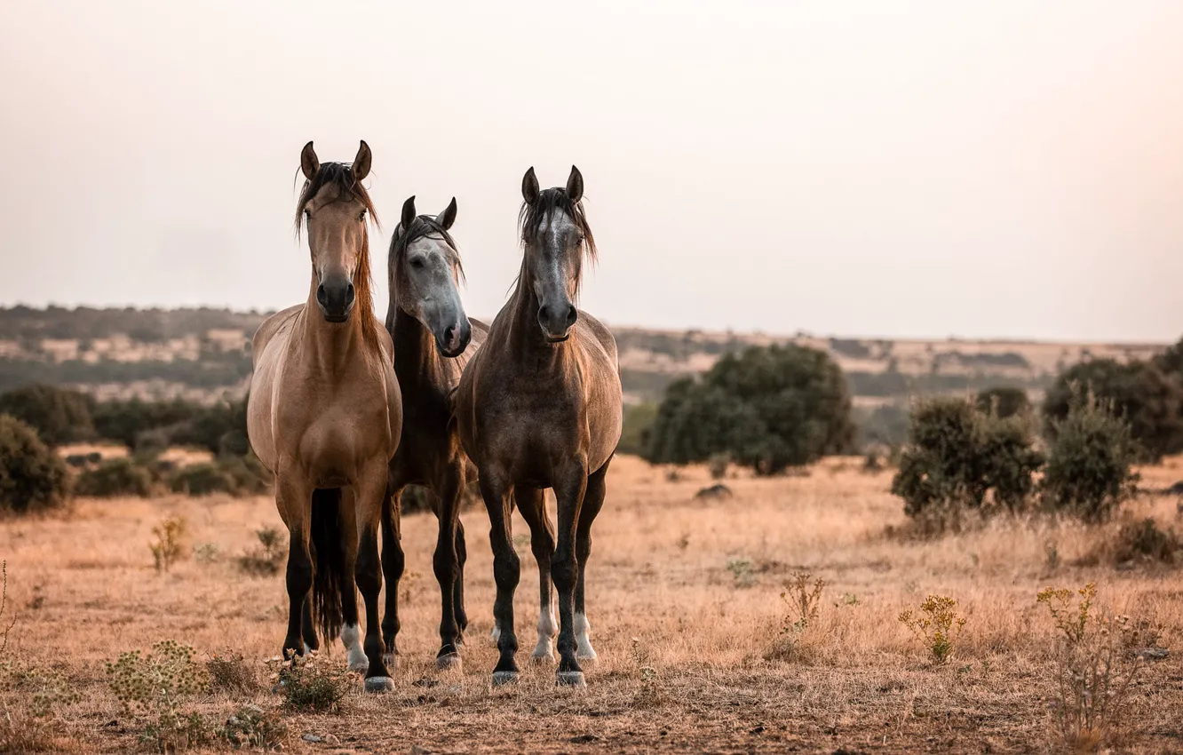 Photo wallpaper field, horse, horse, trio, the bushes, three horses