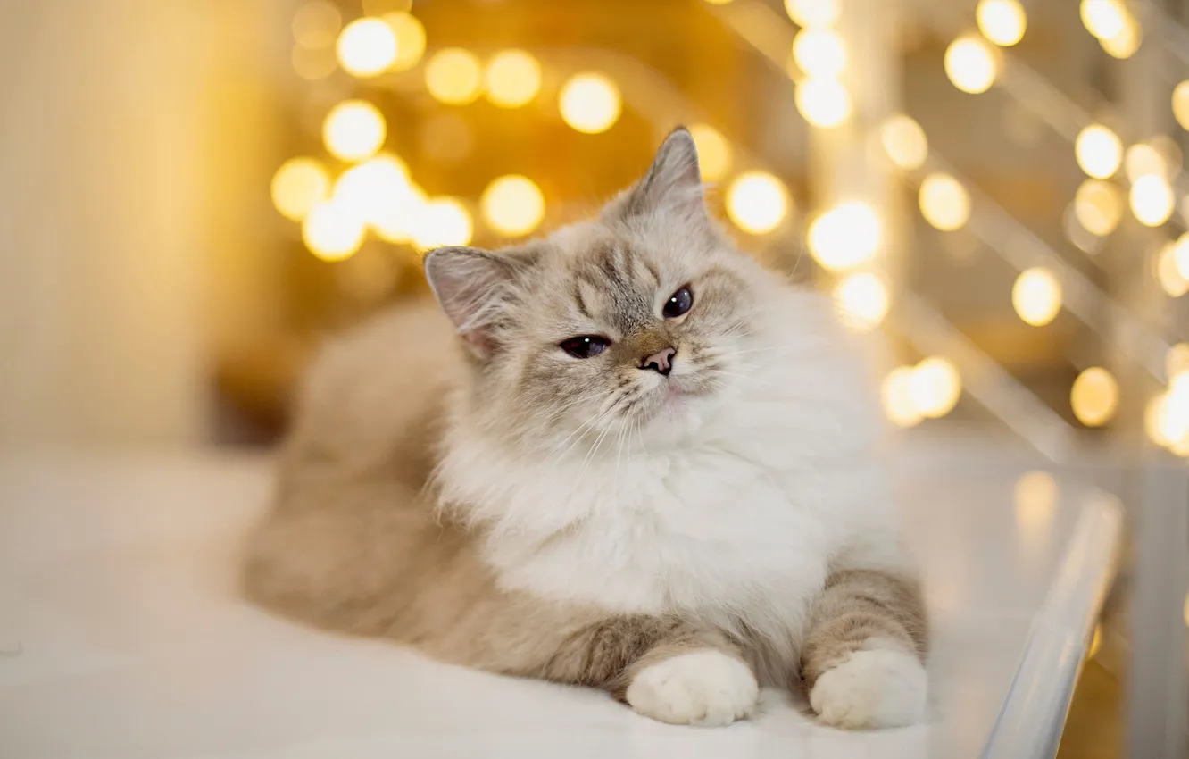 Photo wallpaper cat, cat, look, light, lights, pose, glare, table
