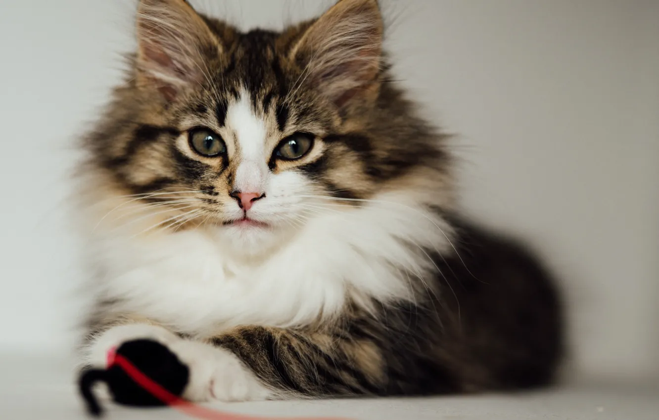 Photo wallpaper cat, cat, look, fluffy