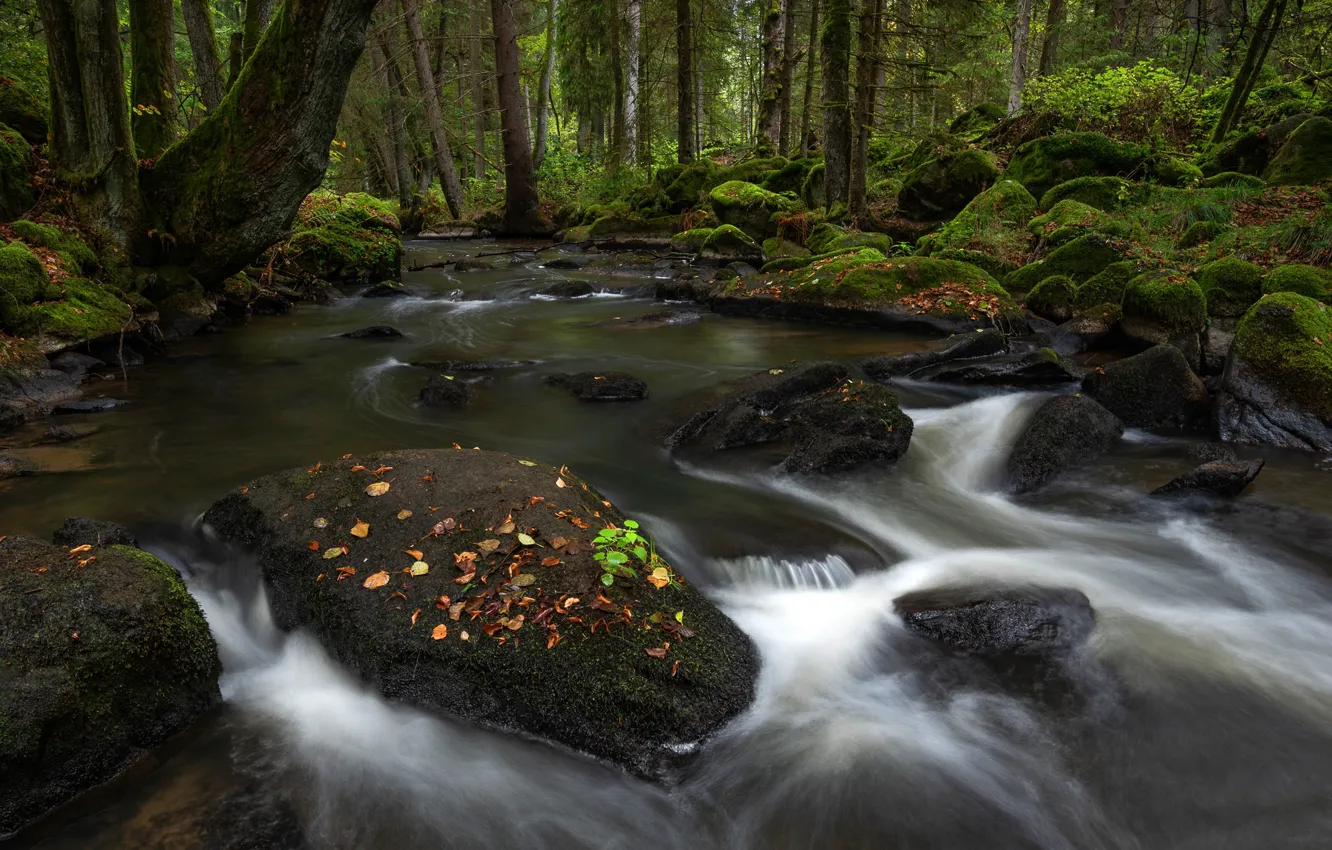 Photo wallpaper forest, leaves, trees, stream, stones, moss