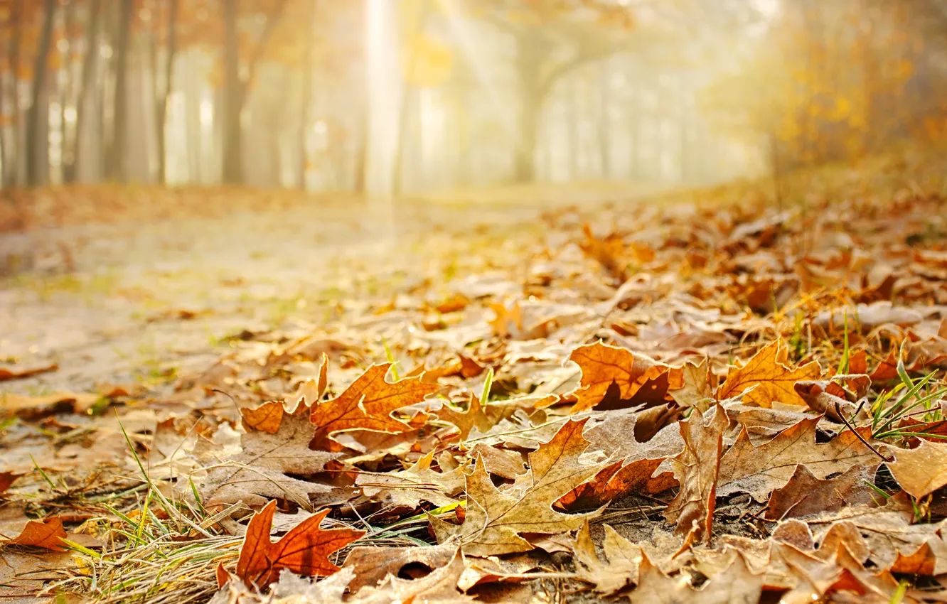 Photo wallpaper autumn, forest, grass, leaves, trees, orange, yellow, nature