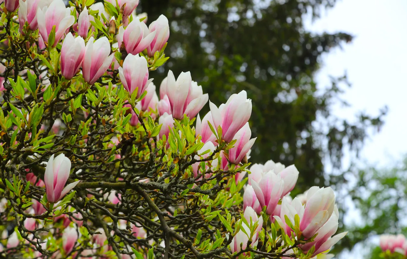 Photo wallpaper flower, spring, magnolia, twig