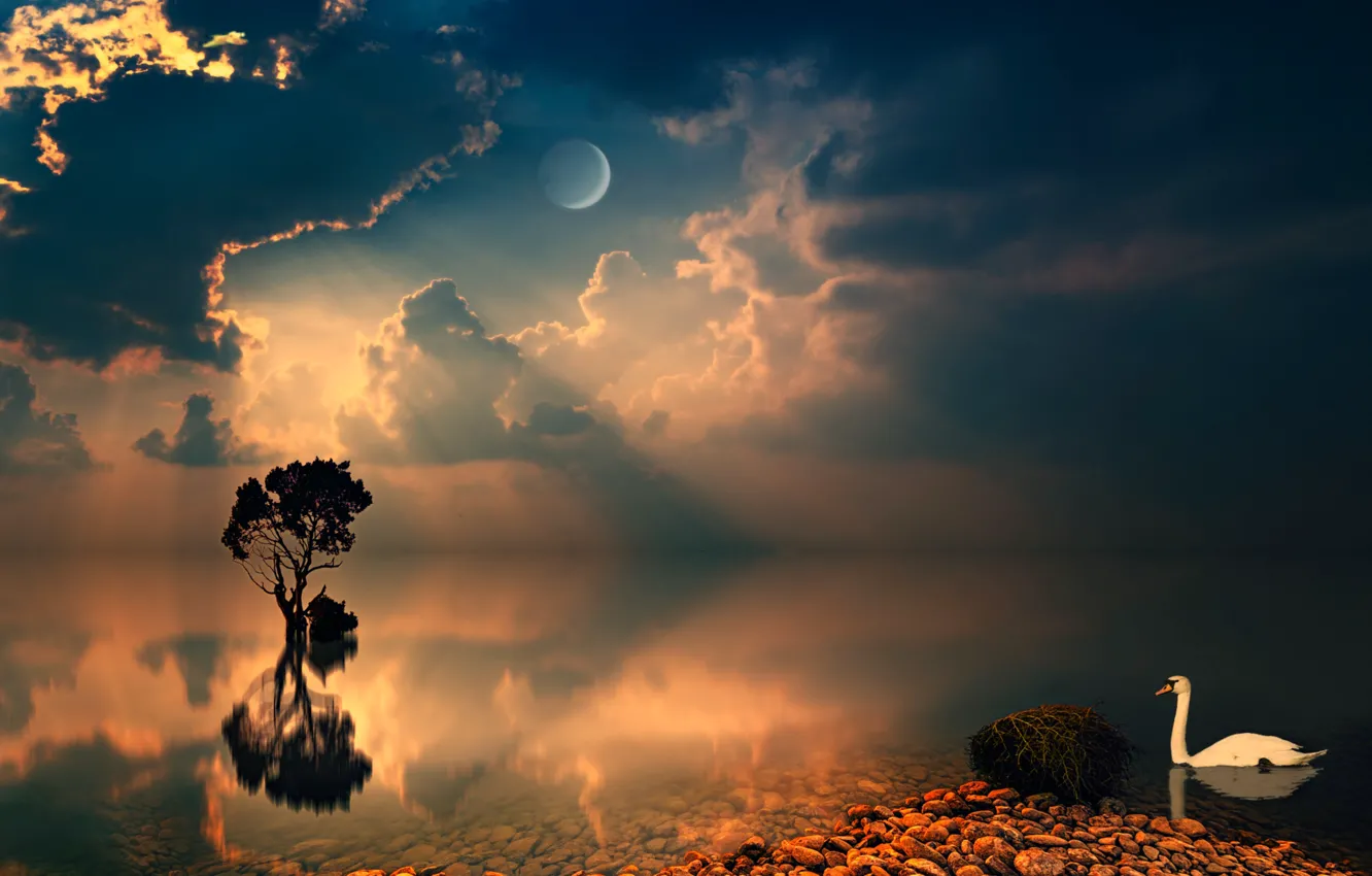Photo wallpaper the sky, trees, night, lake, shore, swans