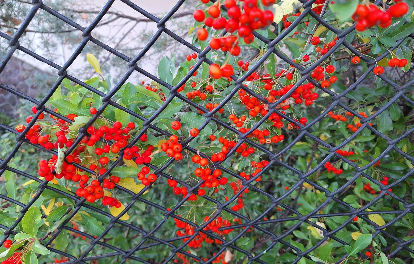 Photo wallpaper fruit, Plants, Krzak, fence, grid