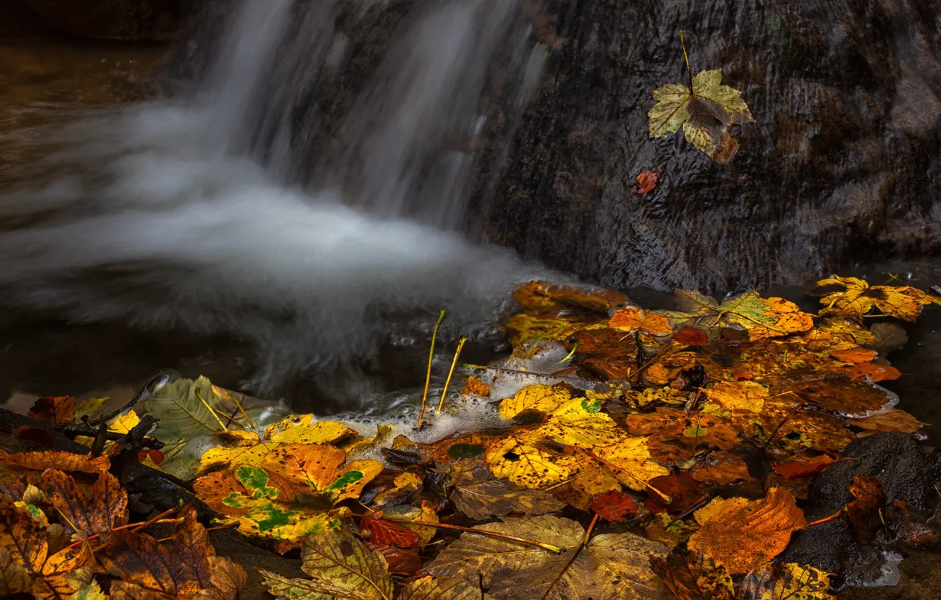 Photo wallpaper autumn, leaves, water, orange, yellow, the dark background, stones, mood