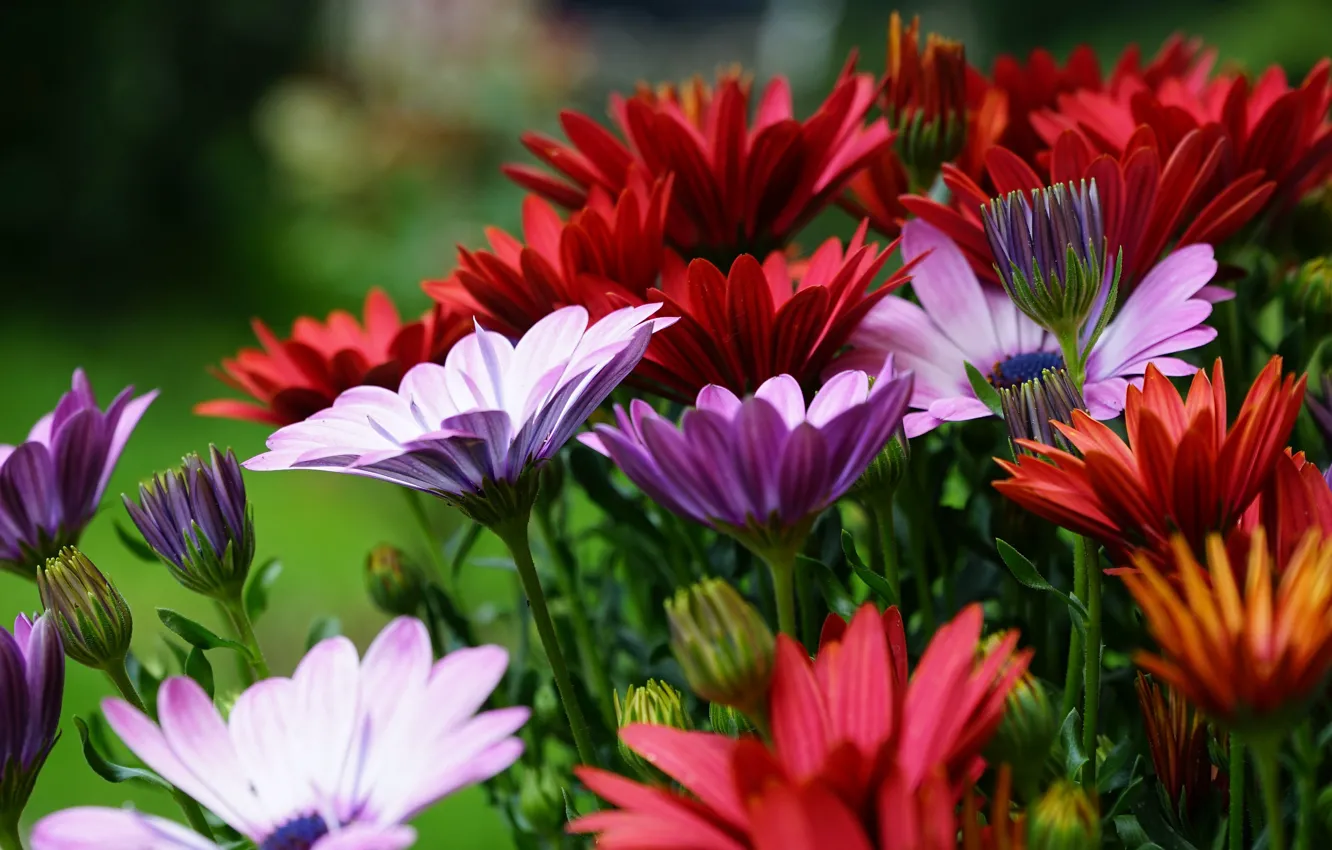 Photo wallpaper flowers, bright, a lot, Osteospermum