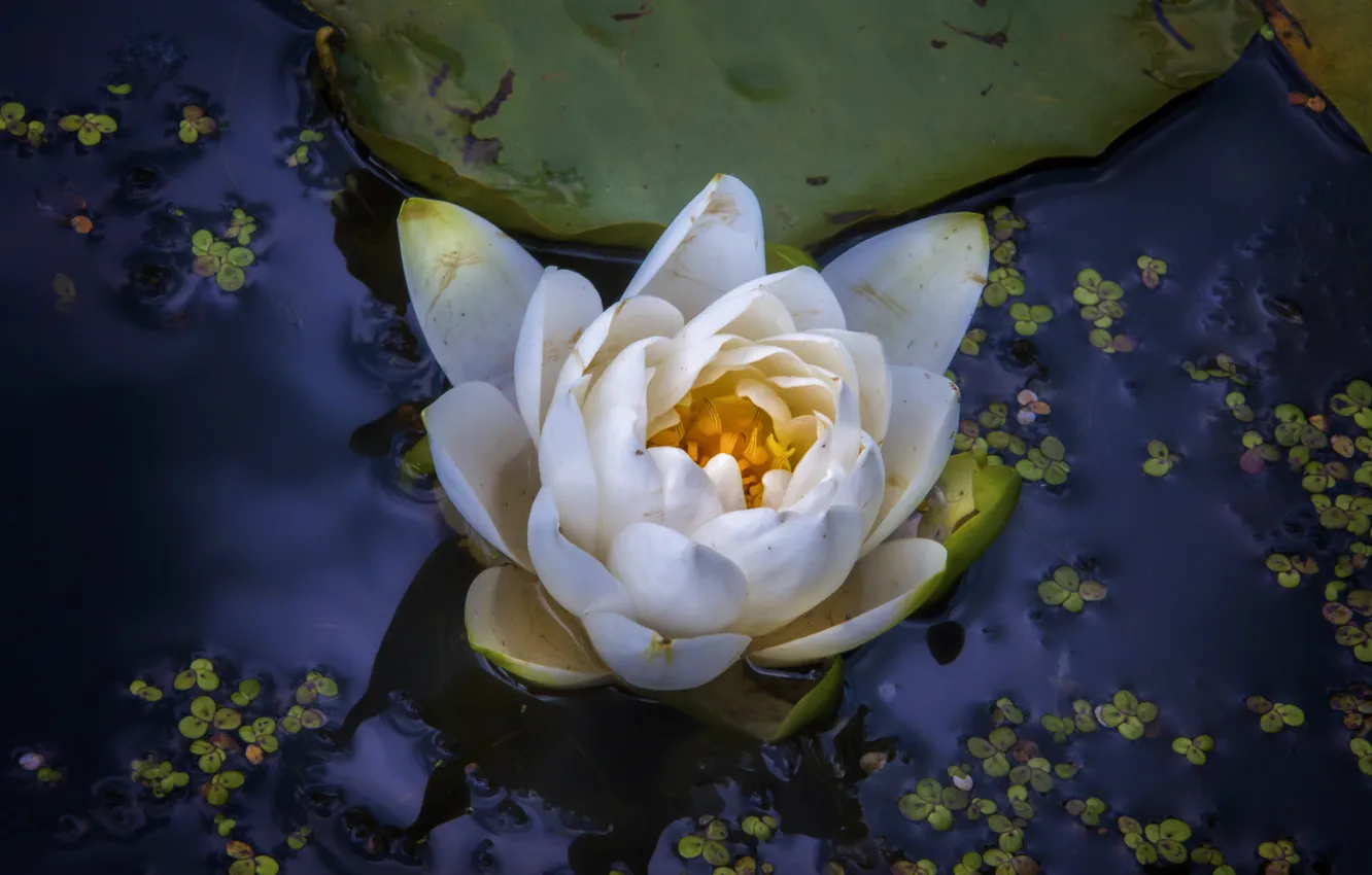 Photo wallpaper white, water, flowers, pond, leaf, petals, Lily, pond