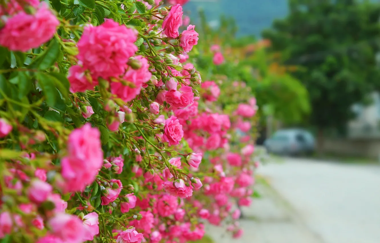 Photo wallpaper roses, the bushes, roses, pink roses, Pink roses