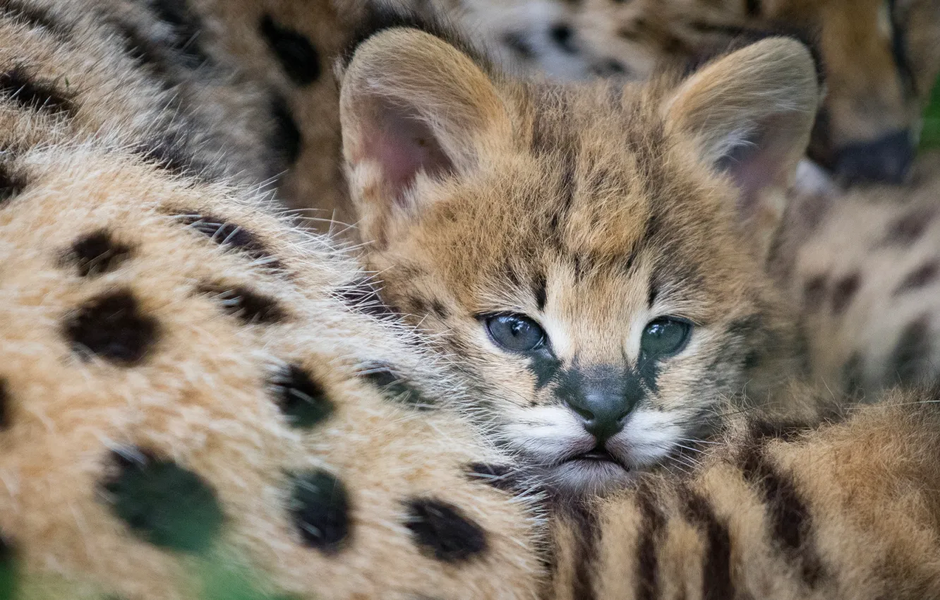 Photo wallpaper cub, kitty, face, wild cat, Serval