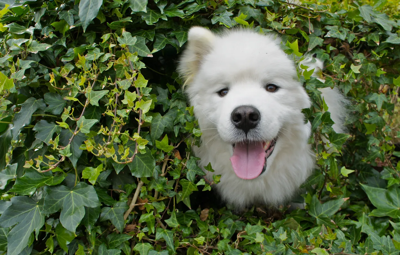 Photo wallpaper look, pose, dog, face, Samoyed