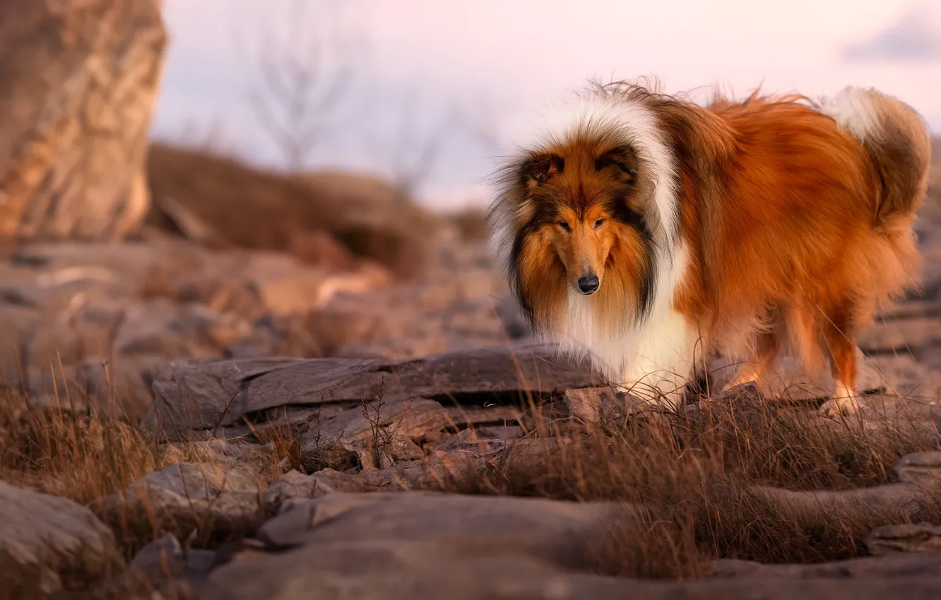 Photo wallpaper look, nature, pose, dog, face, collie, Sheltie