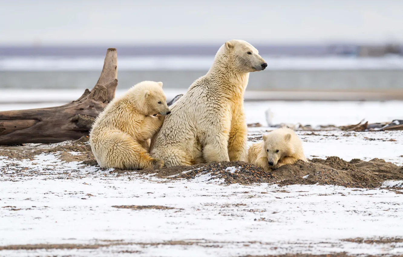 Photo wallpaper winter, sand, white, look, snow, nature, children, pose