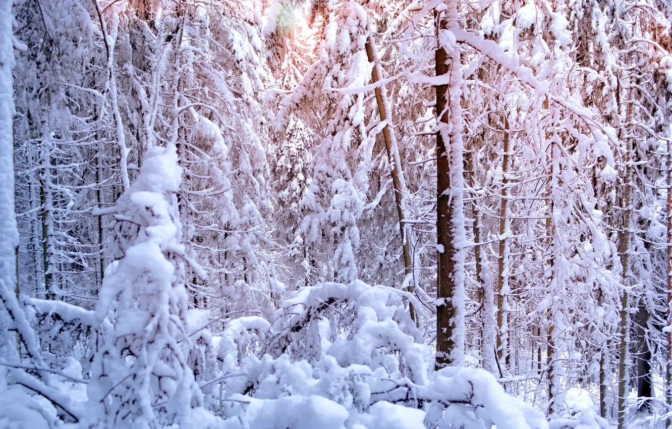 Photo wallpaper winter, forest, the sun, light, snow, trees, tree, ate