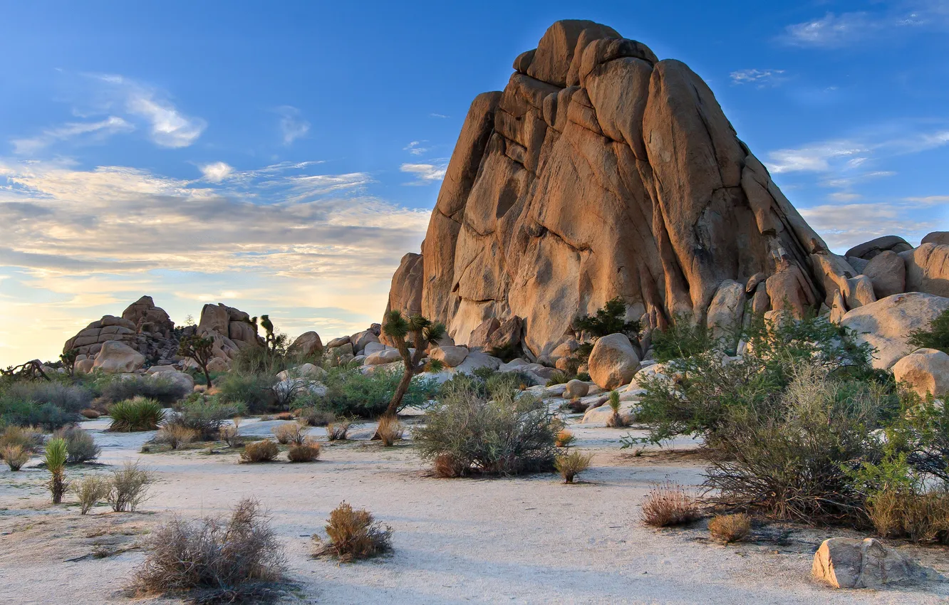 Photo wallpaper rock, desert, cacti, California, Joshua Tree National Park San Bernardino County
