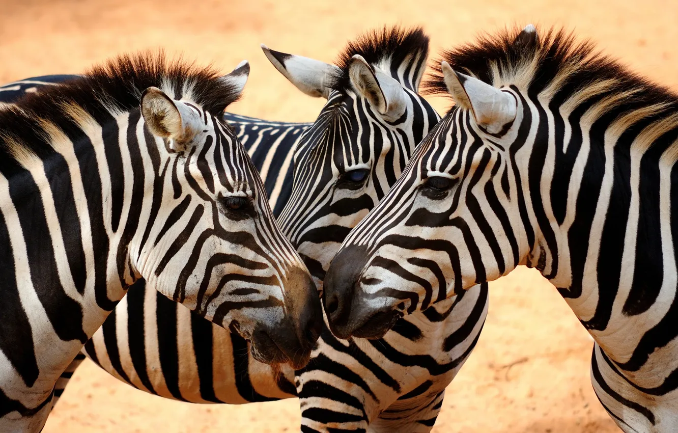 Photo wallpaper white, black, eyes, Savanna, zebras, heads, necks