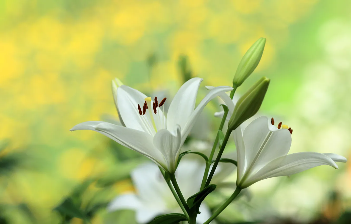 Photo wallpaper macro, Lily, buds, bokeh, white Lily