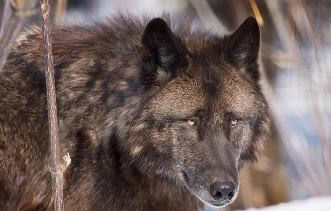 Photo wallpaper Predator, nature, animal, wolf, wildlife, portrait, Black Wolf, portrait.