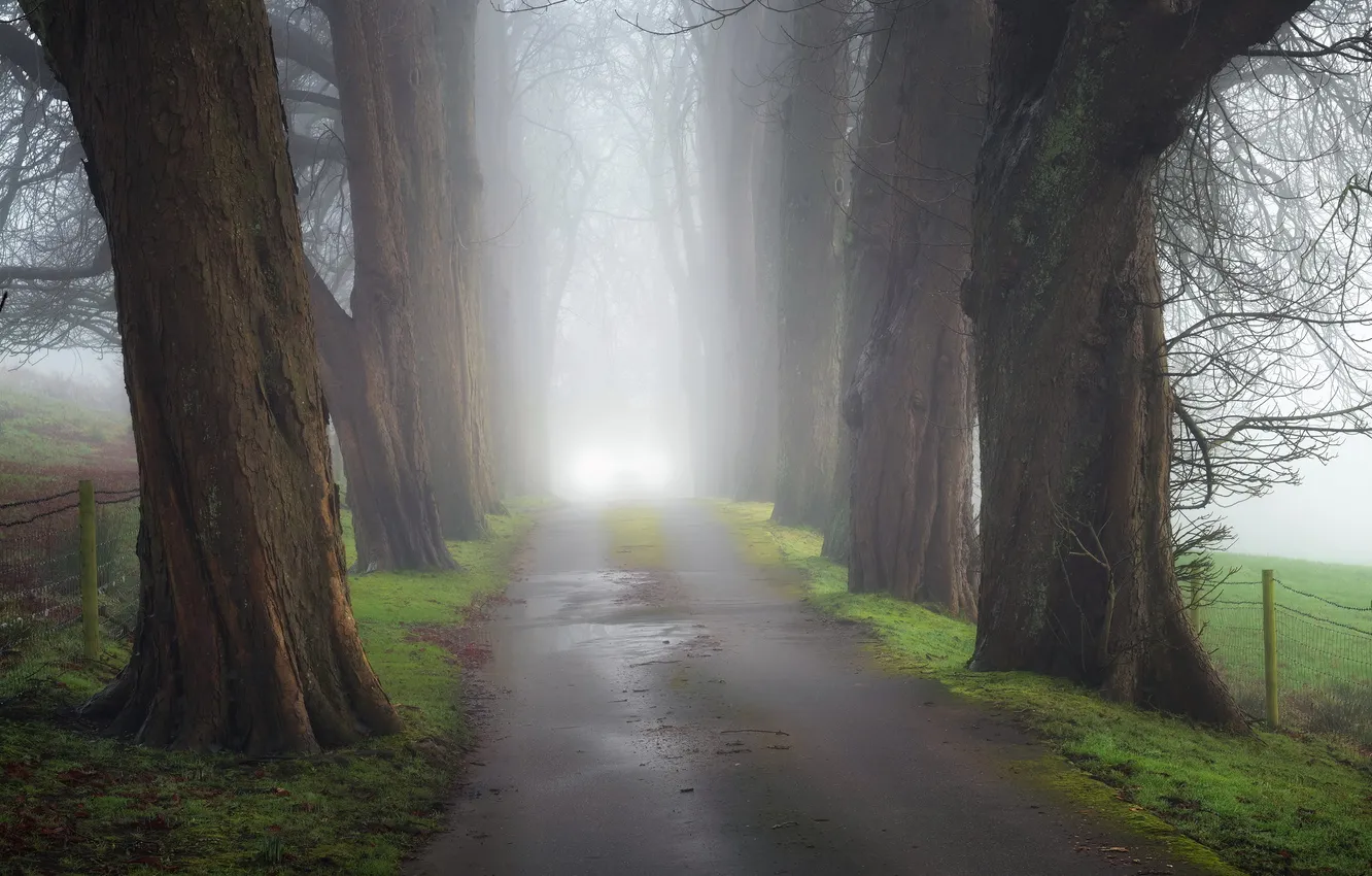 Photo wallpaper road, trees, fog