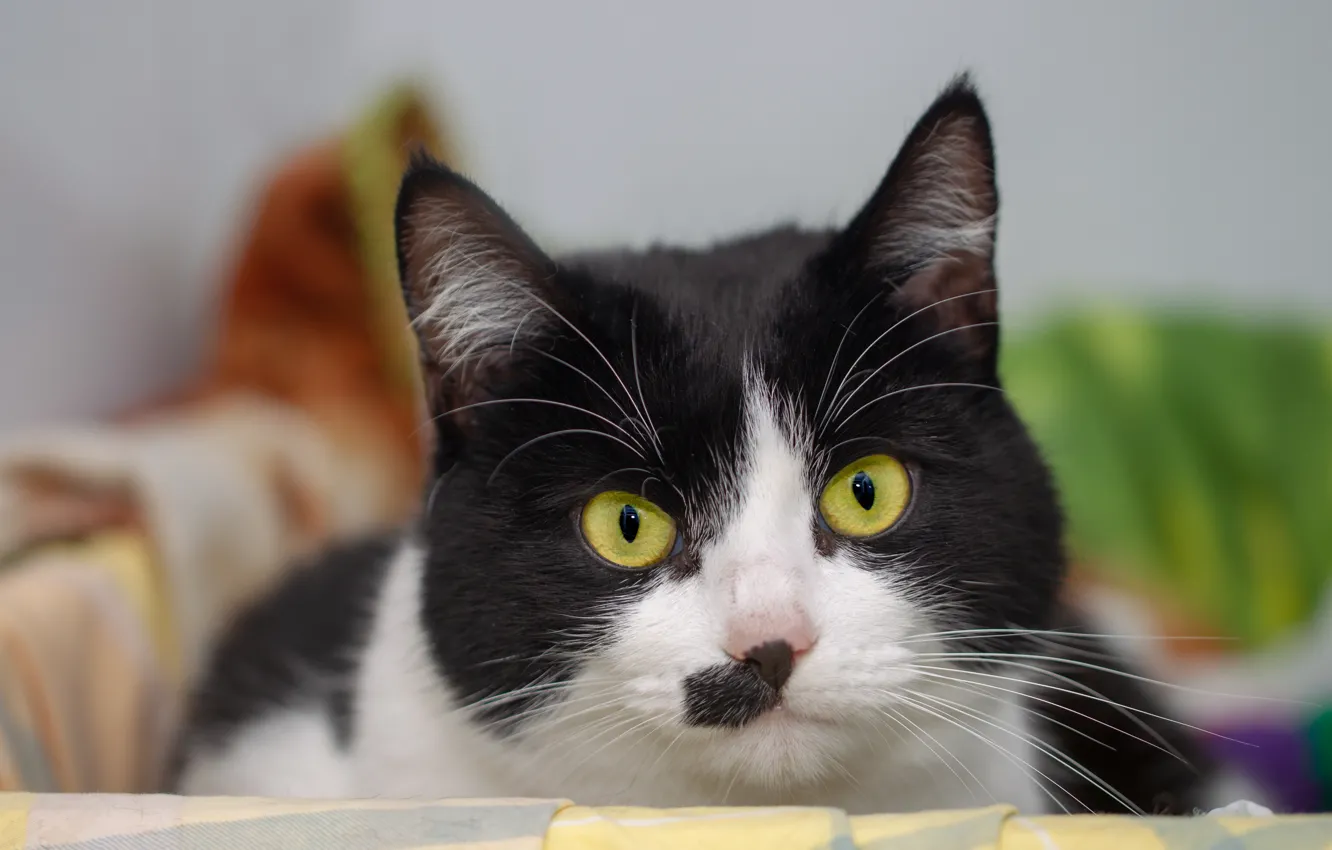 Photo wallpaper cat, cat, look, face, background, portrait, black and white, yellow eyes