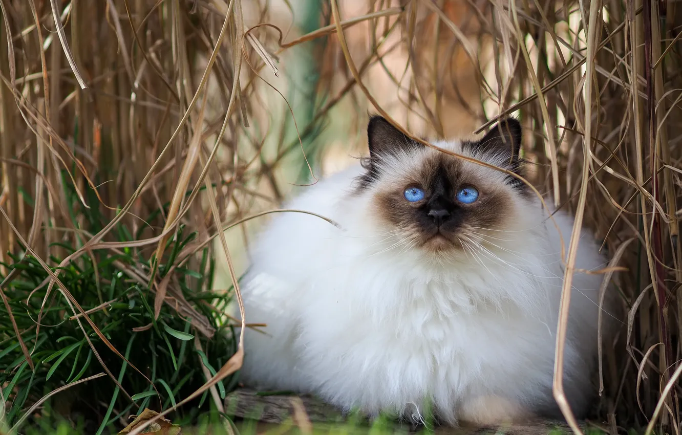 Photo wallpaper cat, white, grass, cat, look, nature, pose, thickets