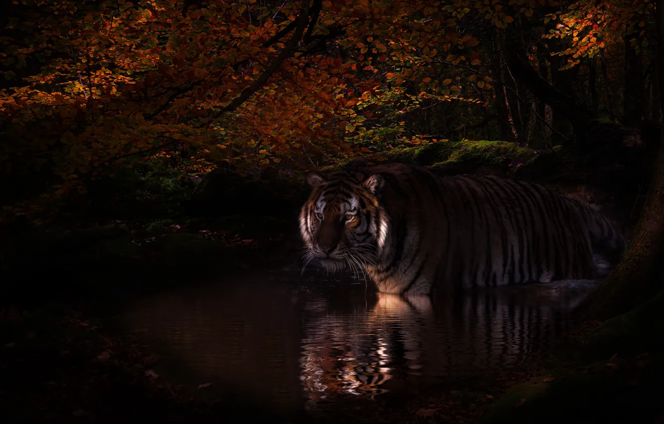 Photo wallpaper forest, tiger, the dark background, foliage, bathing, pond, photoart