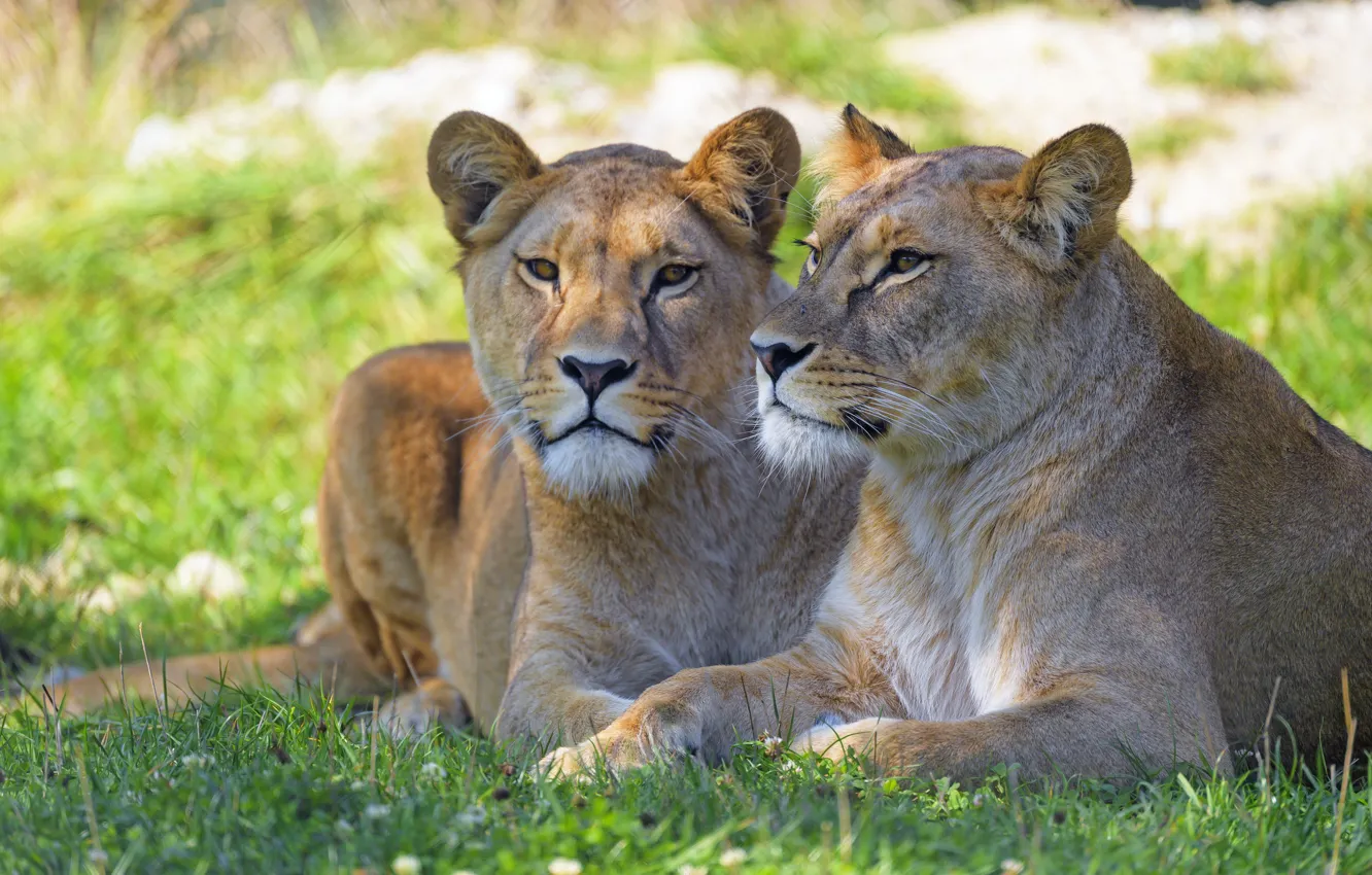 Photo wallpaper grass, stay, two, pair, lioness, muzzle, lie, bokeh