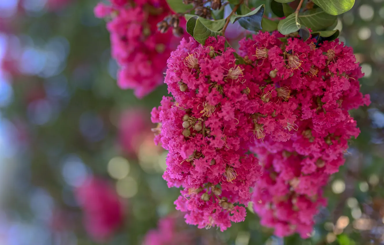 Photo wallpaper macro, exotic, raspberry