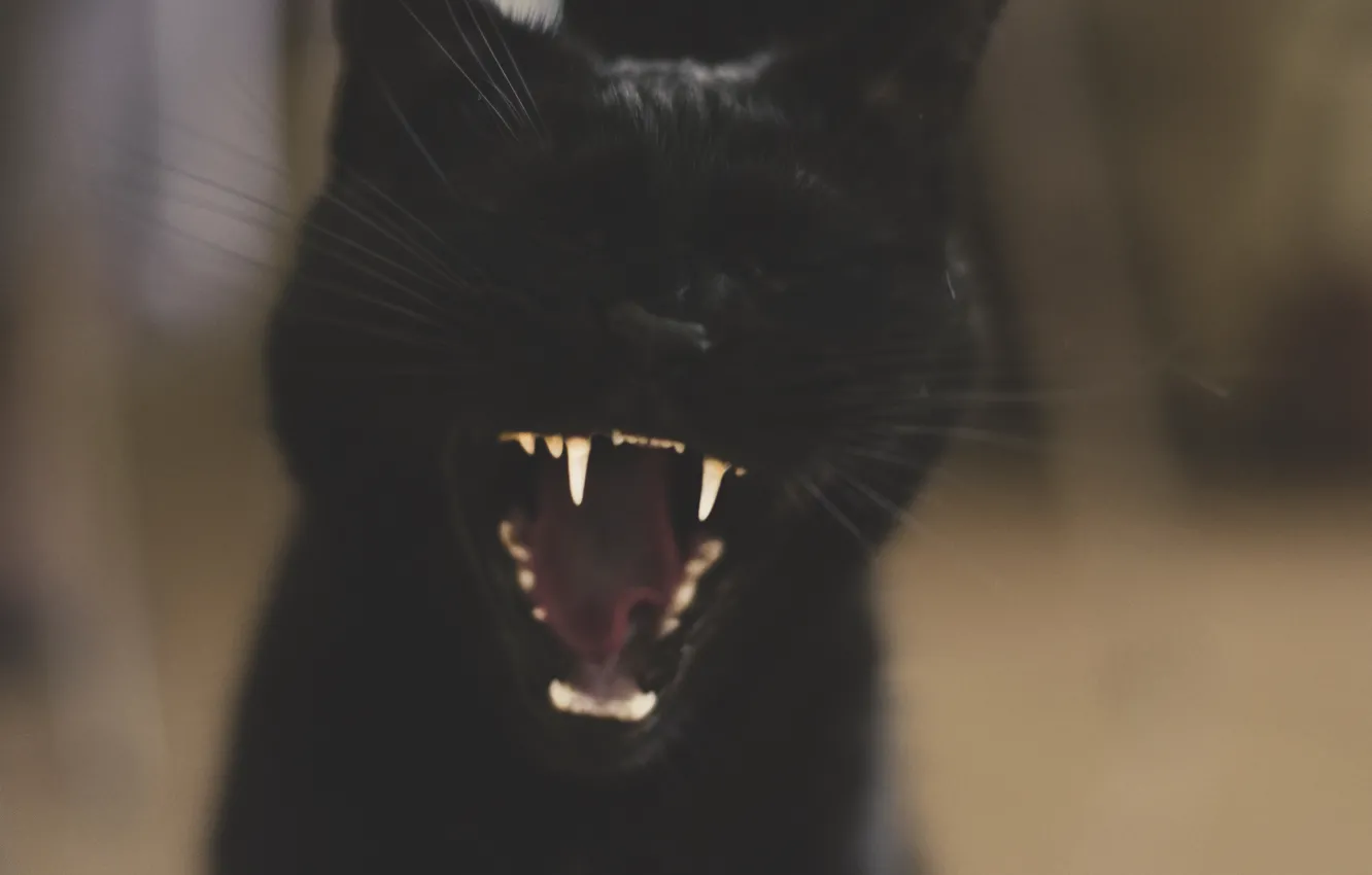 Photo wallpaper yawns, black cat, mooninherhair