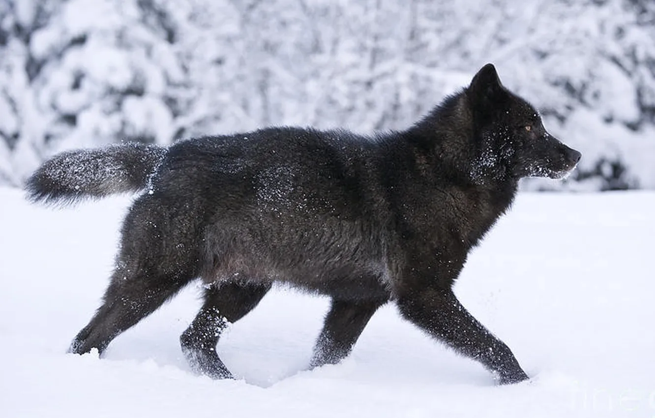 Photo wallpaper Predator, nature, snow, face, animal, wolf, canis lupus, wildlife