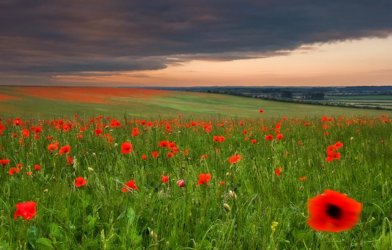 Photo wallpaper field, the sky, grass, flowers, clouds, Maki, meadow