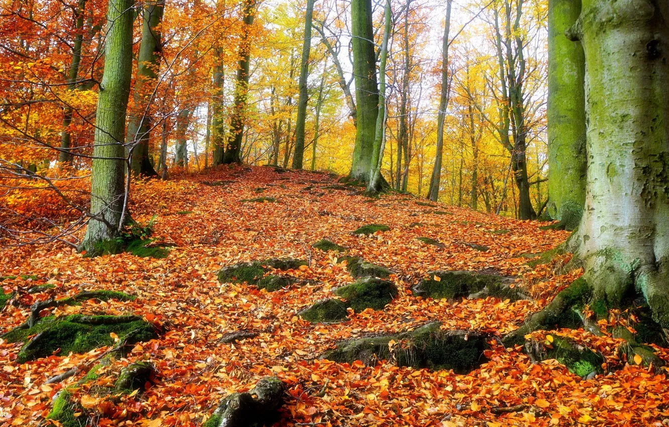 Photo wallpaper forest, park, autumn, tree