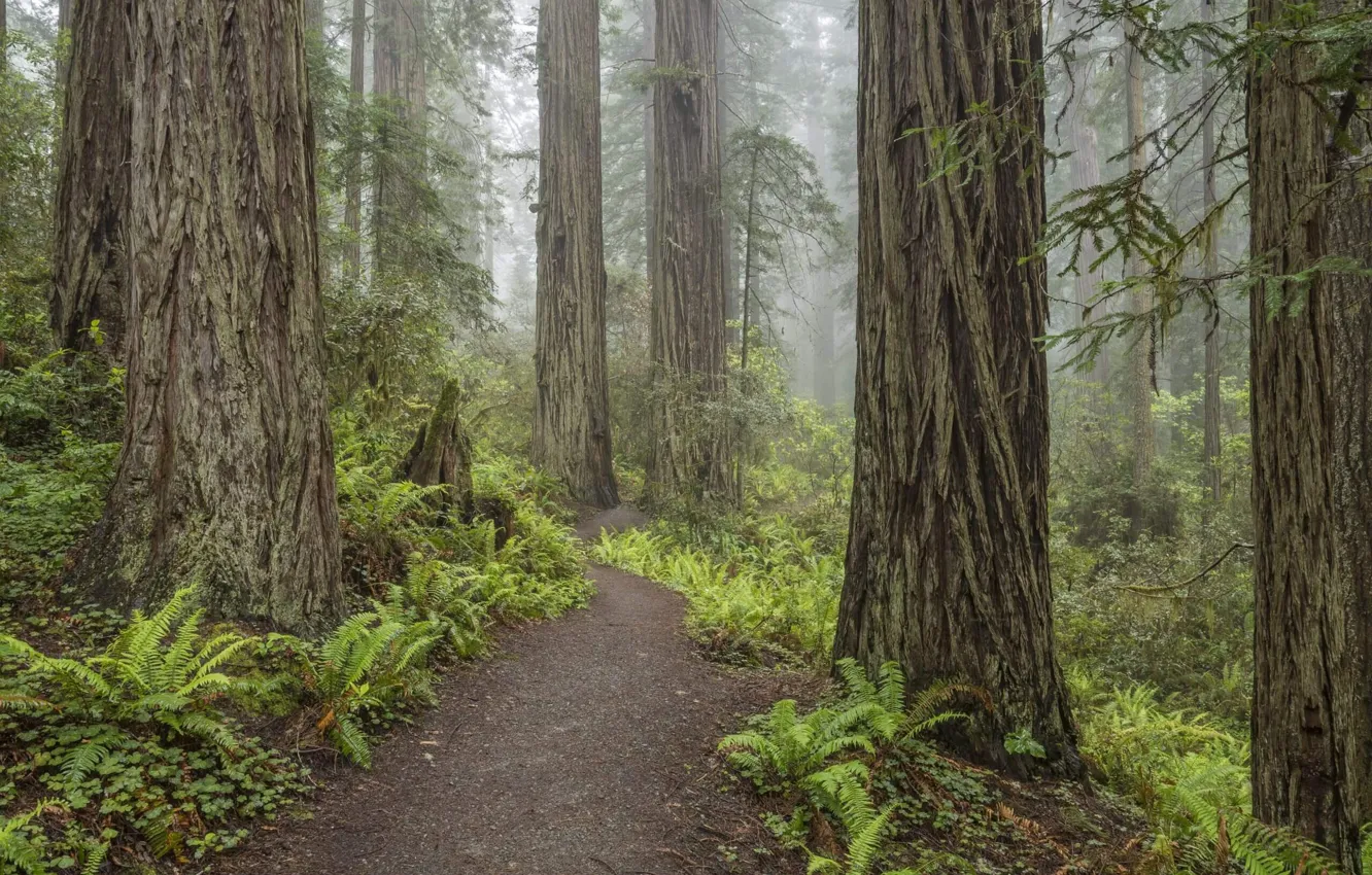 Photo wallpaper forest, trees, nature, fog, USA, path, Redwood