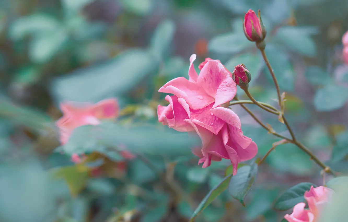 Photo wallpaper leaves, water, drops, flowers, branches, nature, roses, buds