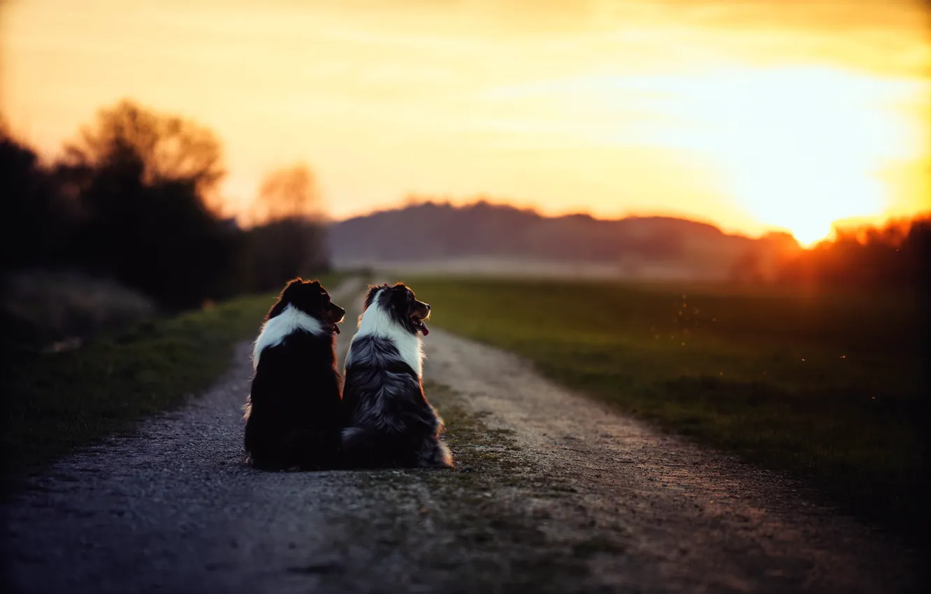 Photo wallpaper road, dogs, morning