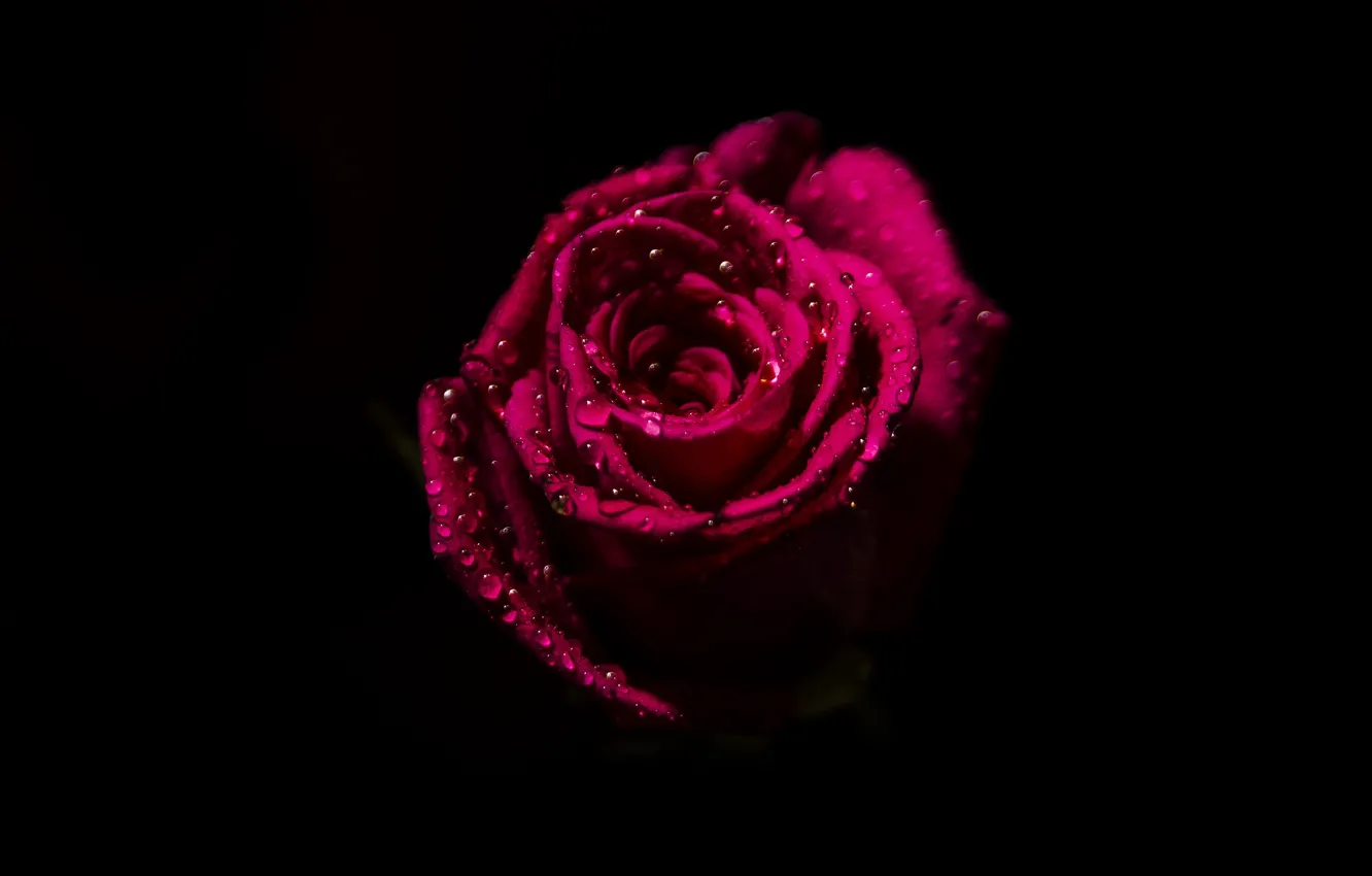 Photo wallpaper flower, drops, background, rose