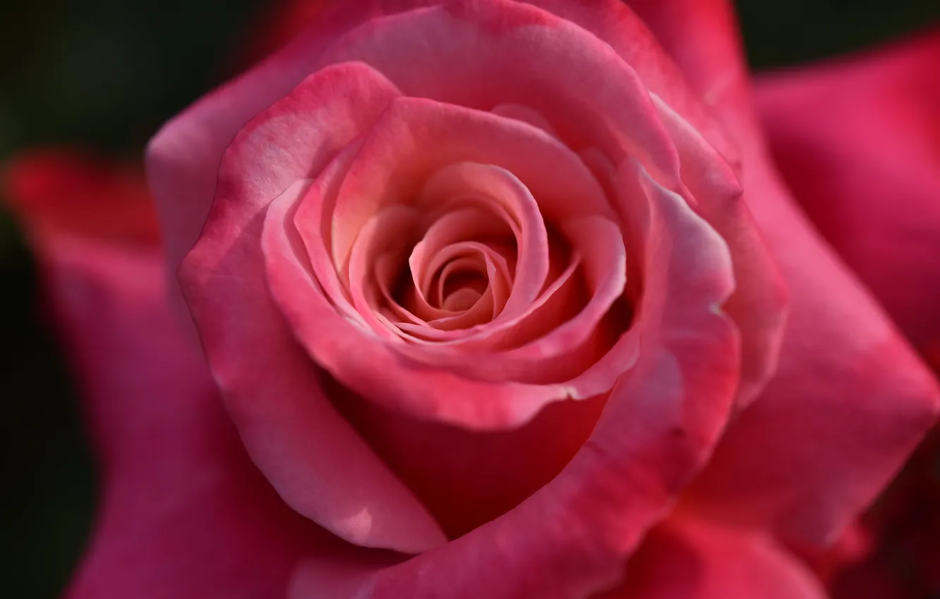 Photo wallpaper macro, flowers, roses, petals, pink