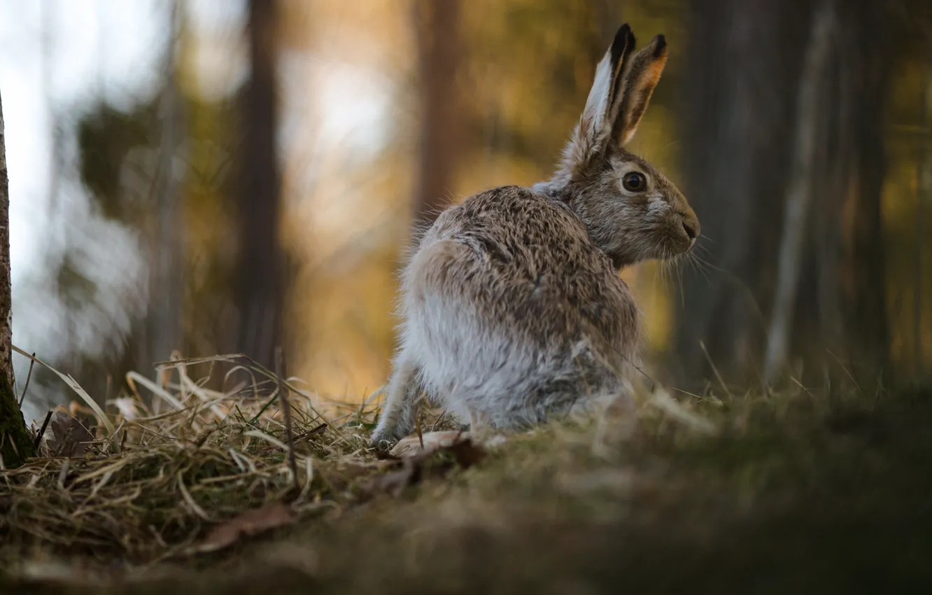 Photo wallpaper forest, nature, pose, background, hare, blur, ears, Bunny