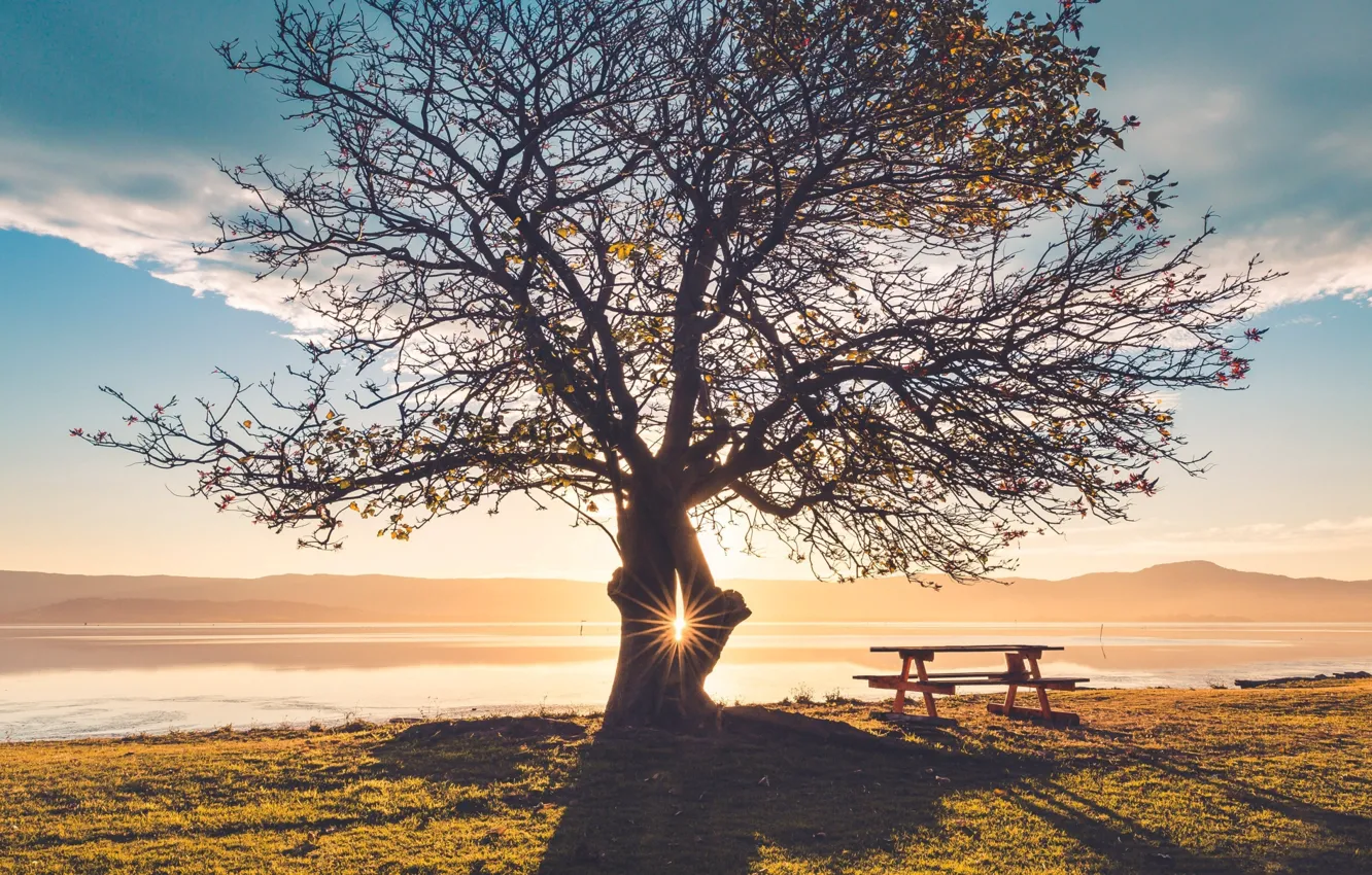 Photo wallpaper autumn, trees, sunset, table