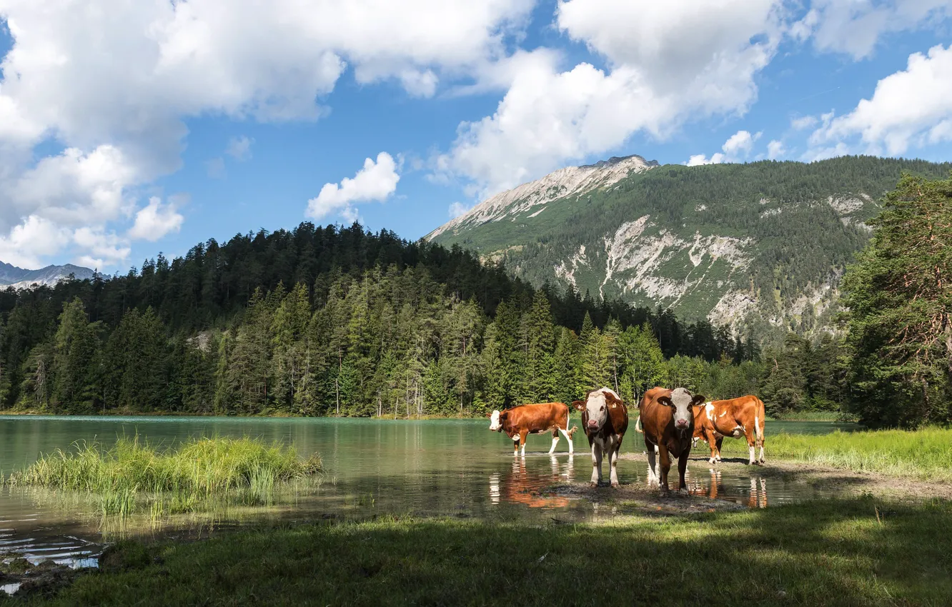 Photo wallpaper mountains, lake, Switzerland, cows, Alps