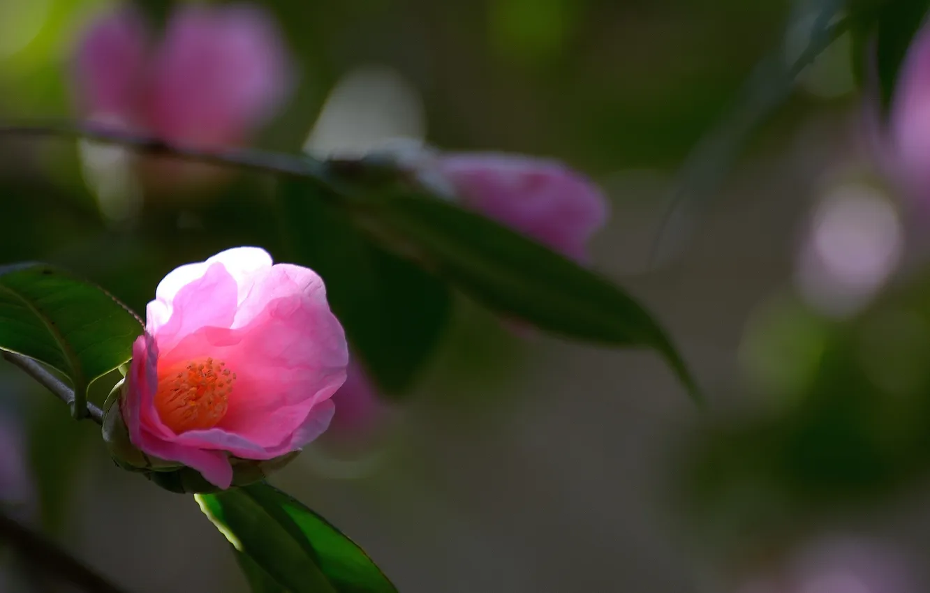 Photo wallpaper flowers, buds, flowering, Camellia