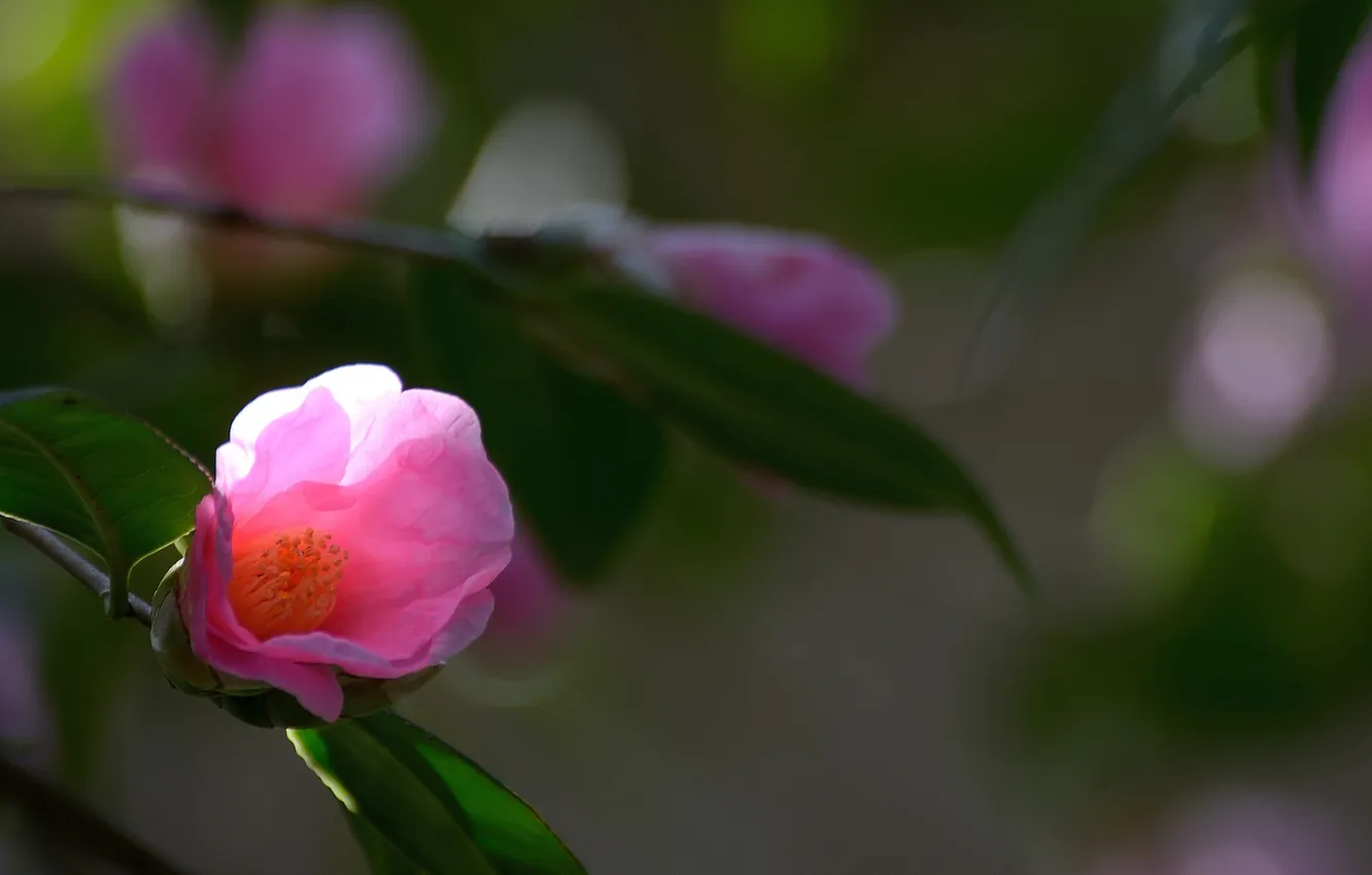 Photo wallpaper flower, Bud, flowering, Camellia