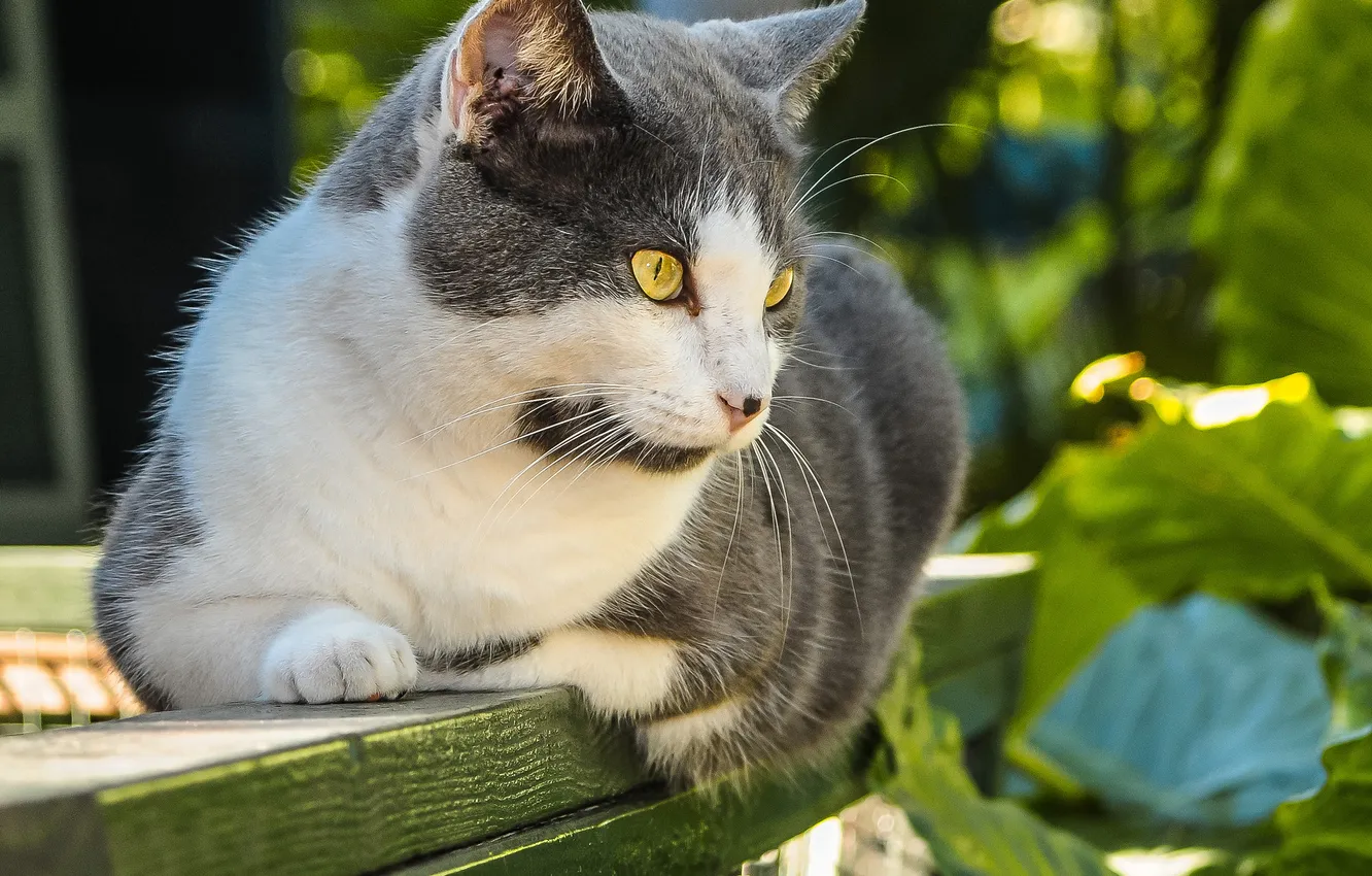 Photo wallpaper cat, stay, Board, Kote