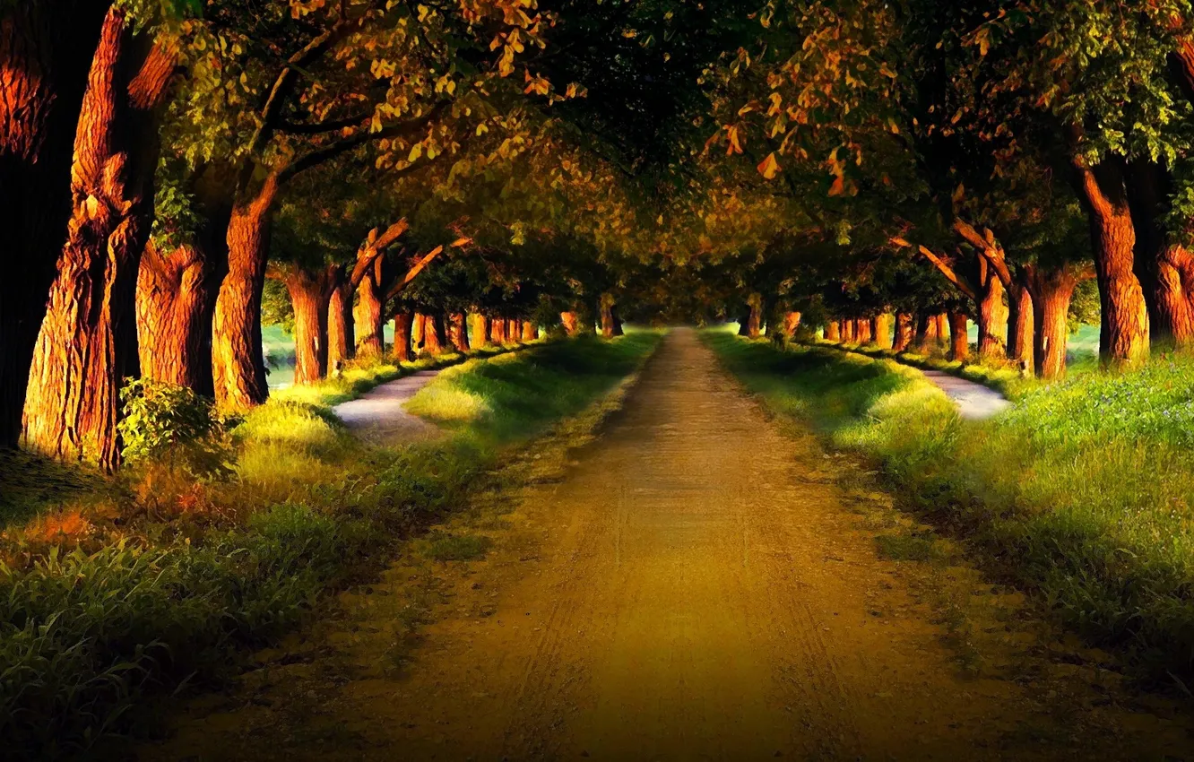 Photo wallpaper road, forest, trees, nature, the way, path