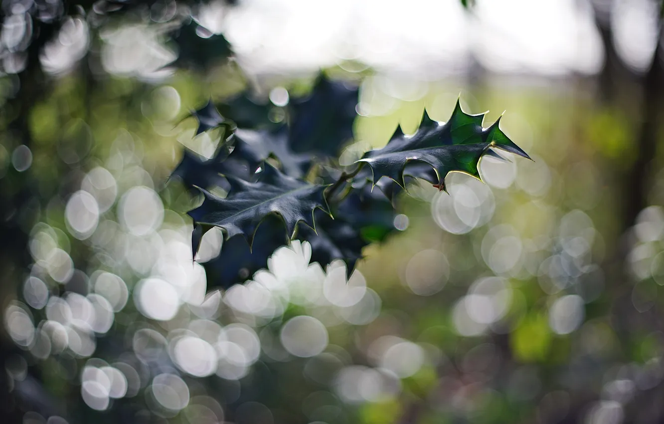 Photo wallpaper forest, leaves, green, leaf, bokeh