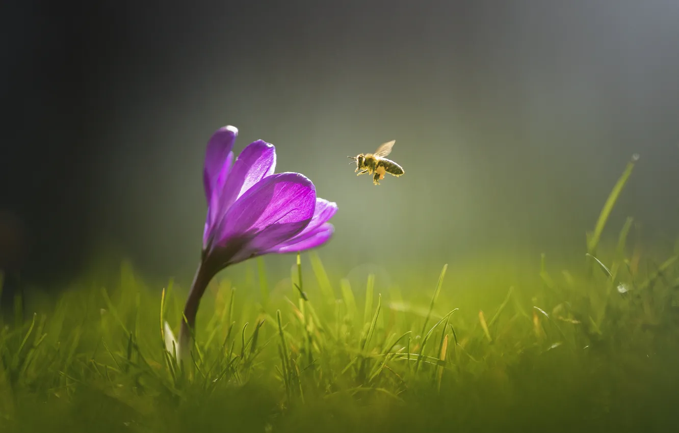 Photo wallpaper grass, flower, bee