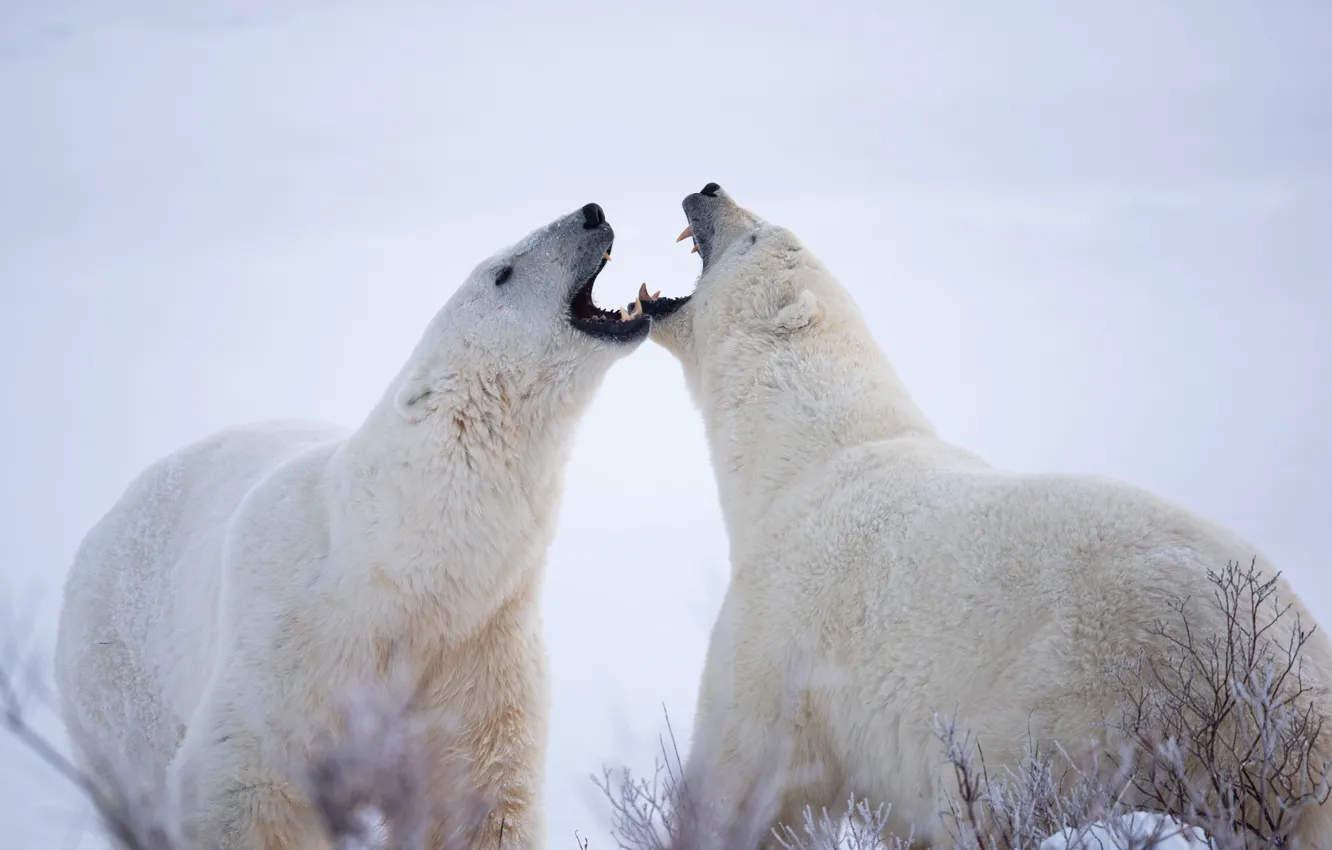 Photo wallpaper polar bears, polar bears, two bears
