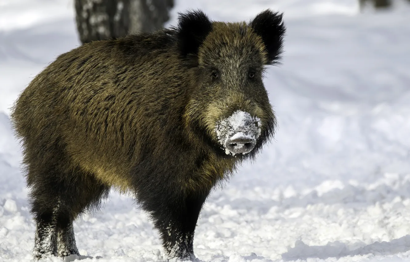 Photo wallpaper ice, cold, Boar