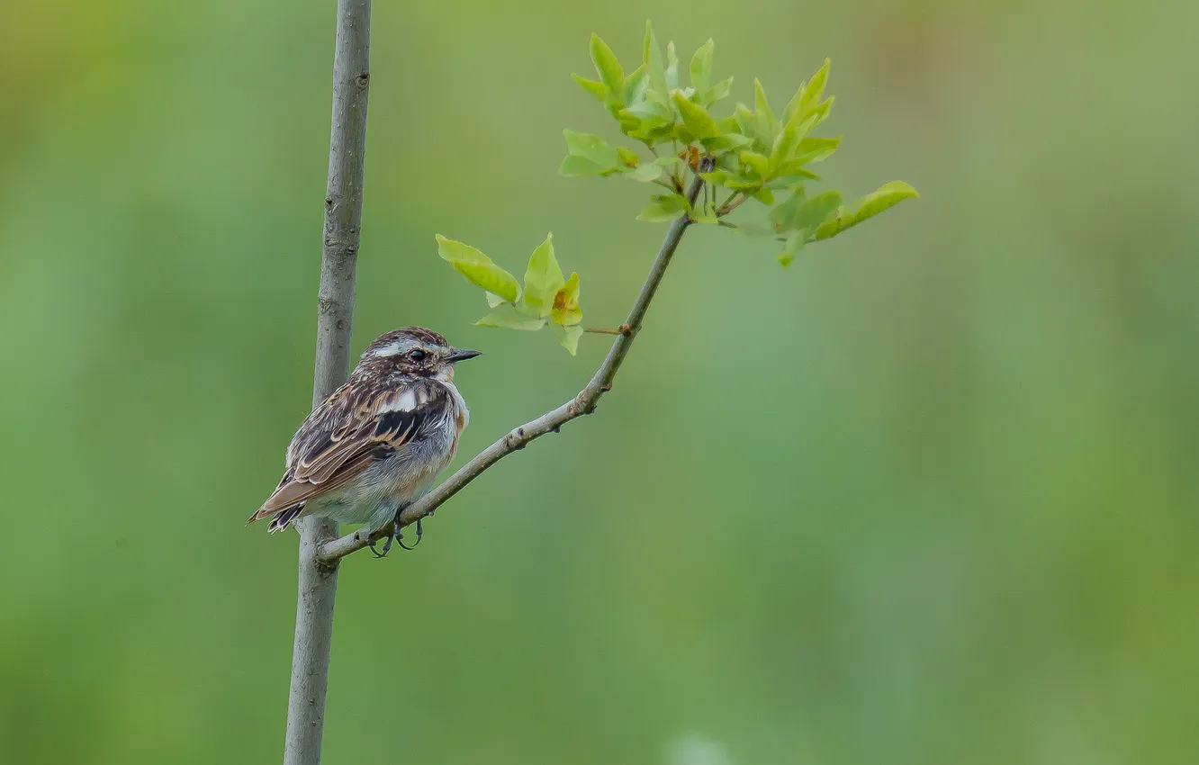 Photo wallpaper bird, photohunt, mint, sletysh