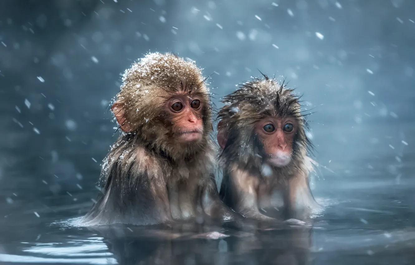 Photo wallpaper animals, look, water, snow, macaques, wool, bathing, monkey